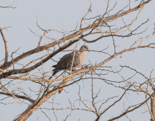 Mourning Collared Dove