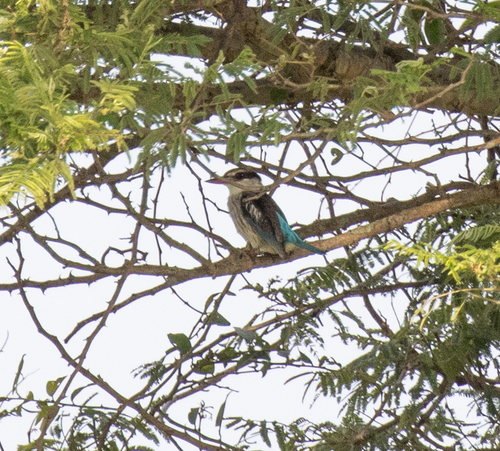 Striped Kingfisher