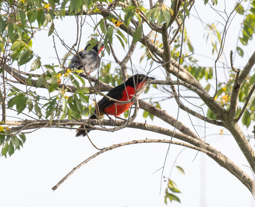 Black-headed Gonolek