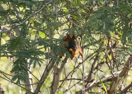 Yellow-winged Bat