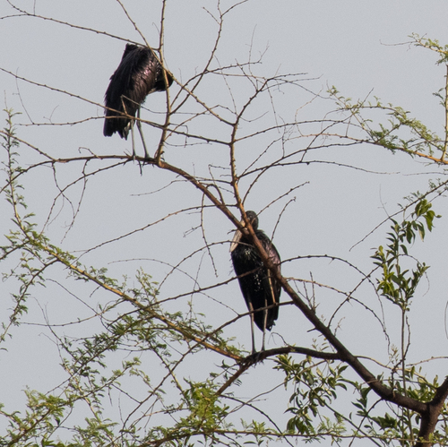 Mainland African Openbill