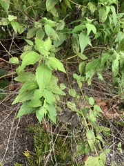 Chromolaena odorata