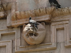 Columba livia domestica