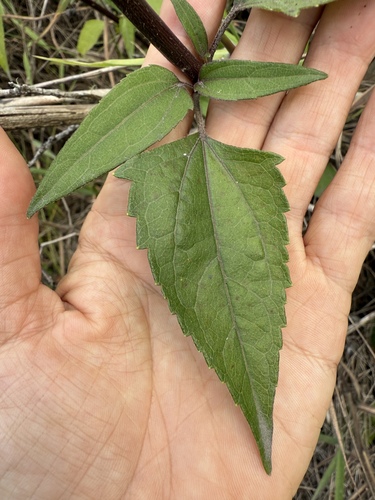Chromolaena odorata observed 2025-09-07