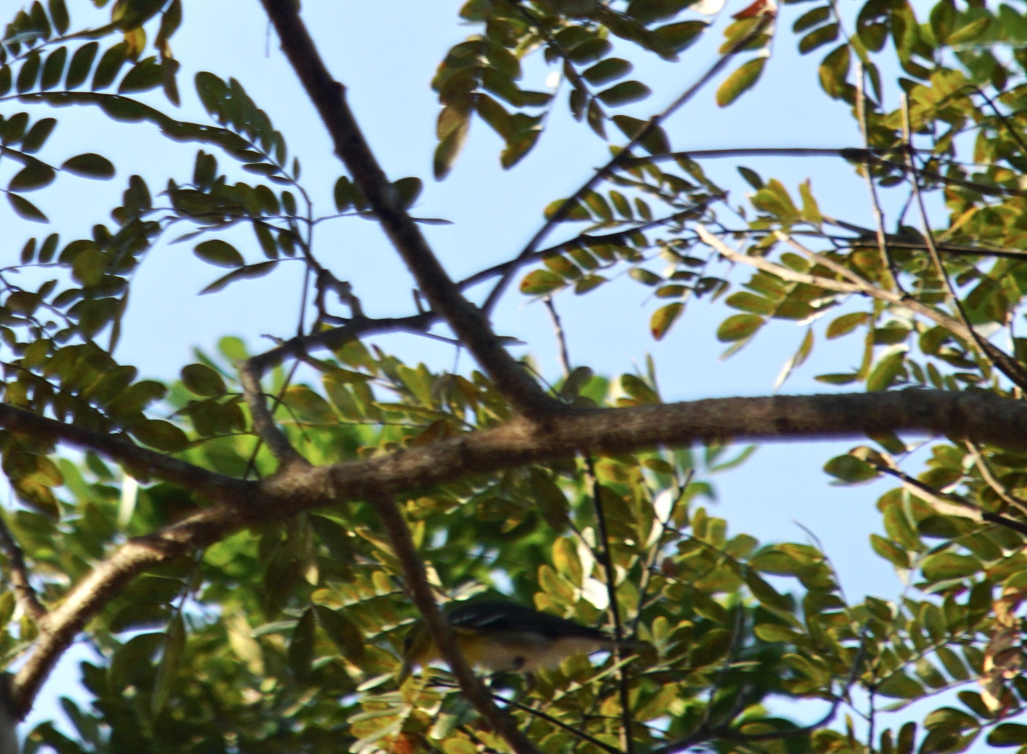 Yellow-throated Vireo illustration