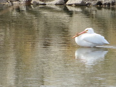 Pelecanus erythrorhynchos