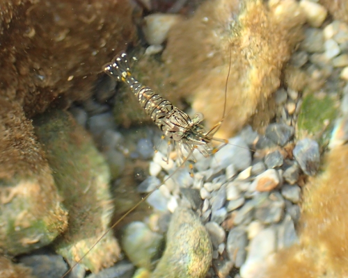 rockpool prawn