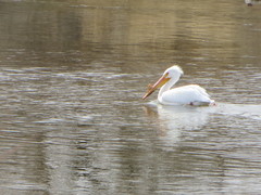 Pelecanus erythrorhynchos