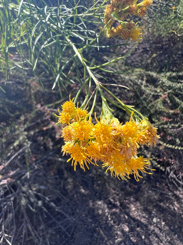 Golden-fleece (Ericameria arborescens)