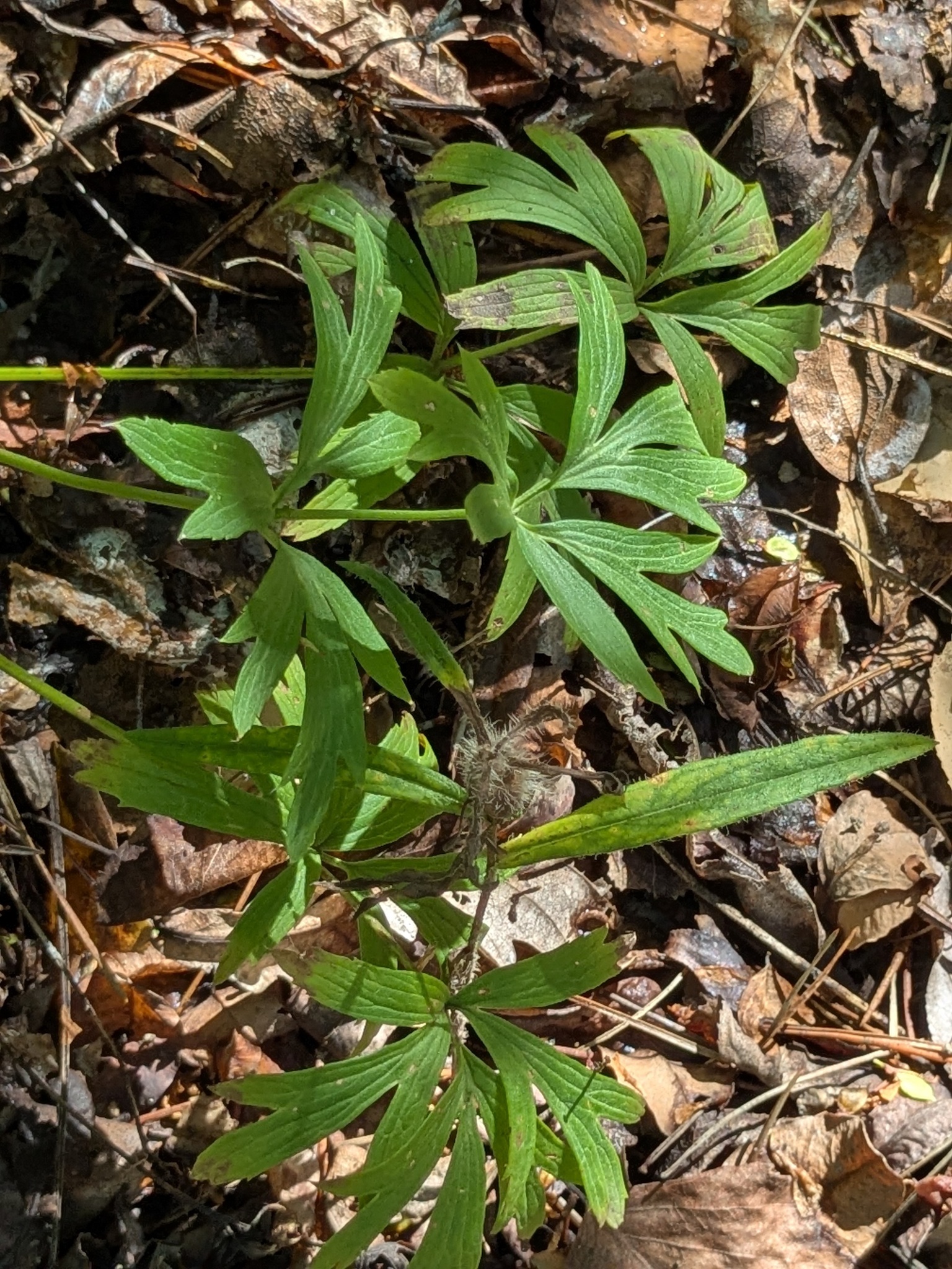 Dahurian Pasqueflower (Pulsatilla dahurica)