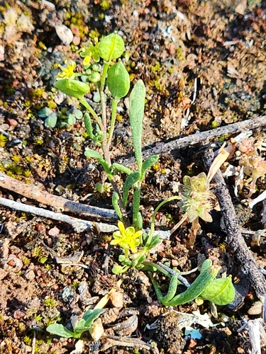 Cuphonotus humistratus, 2025-09-08