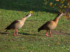 Alopochen aegyptiaca