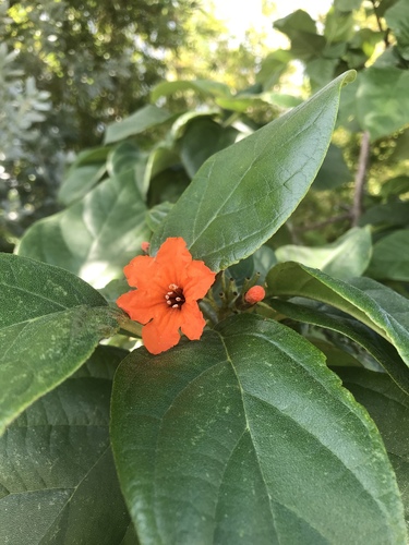 Cordia sebestena image