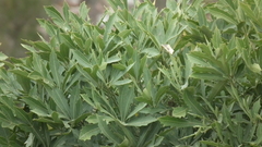 Cussonia gamtoosensis