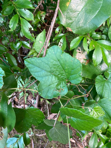 Vitis ficifolia iNat (3)