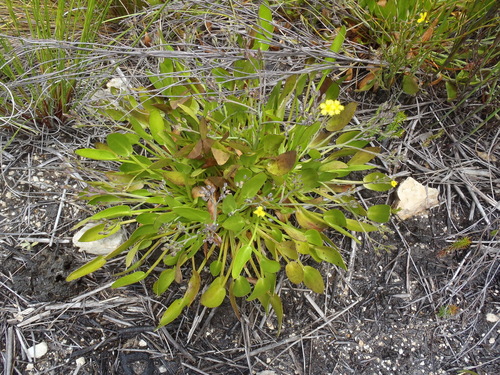 Large Cape Bogbean (Villarsia capensis)