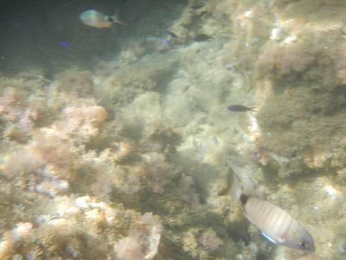 Diplodus sargus