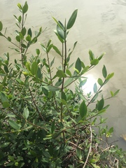 Rhizophora mangle