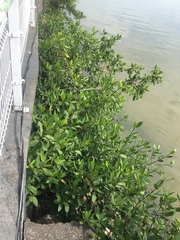 Rhizophora mangle