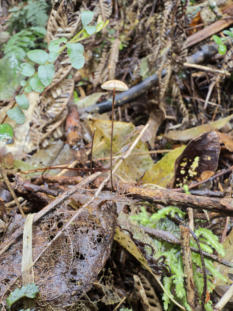 Crinipellis procera · September 2025 · photo: © jeremy_rolfe (iNaturalist, cc-by)