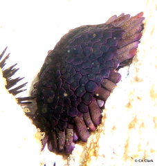 Colobocentrotus atratus image