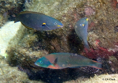 Stethojulis balteata