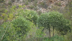 Cussonia gamtoosensis