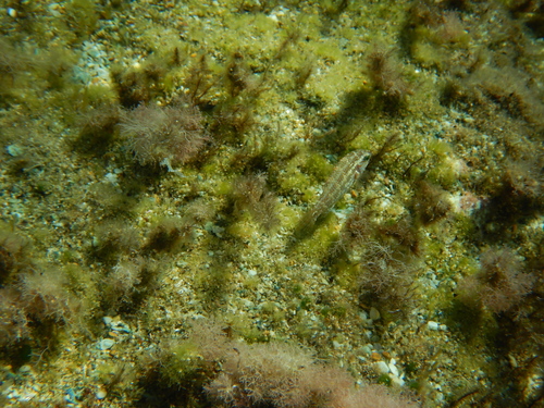Symphodus roissali
