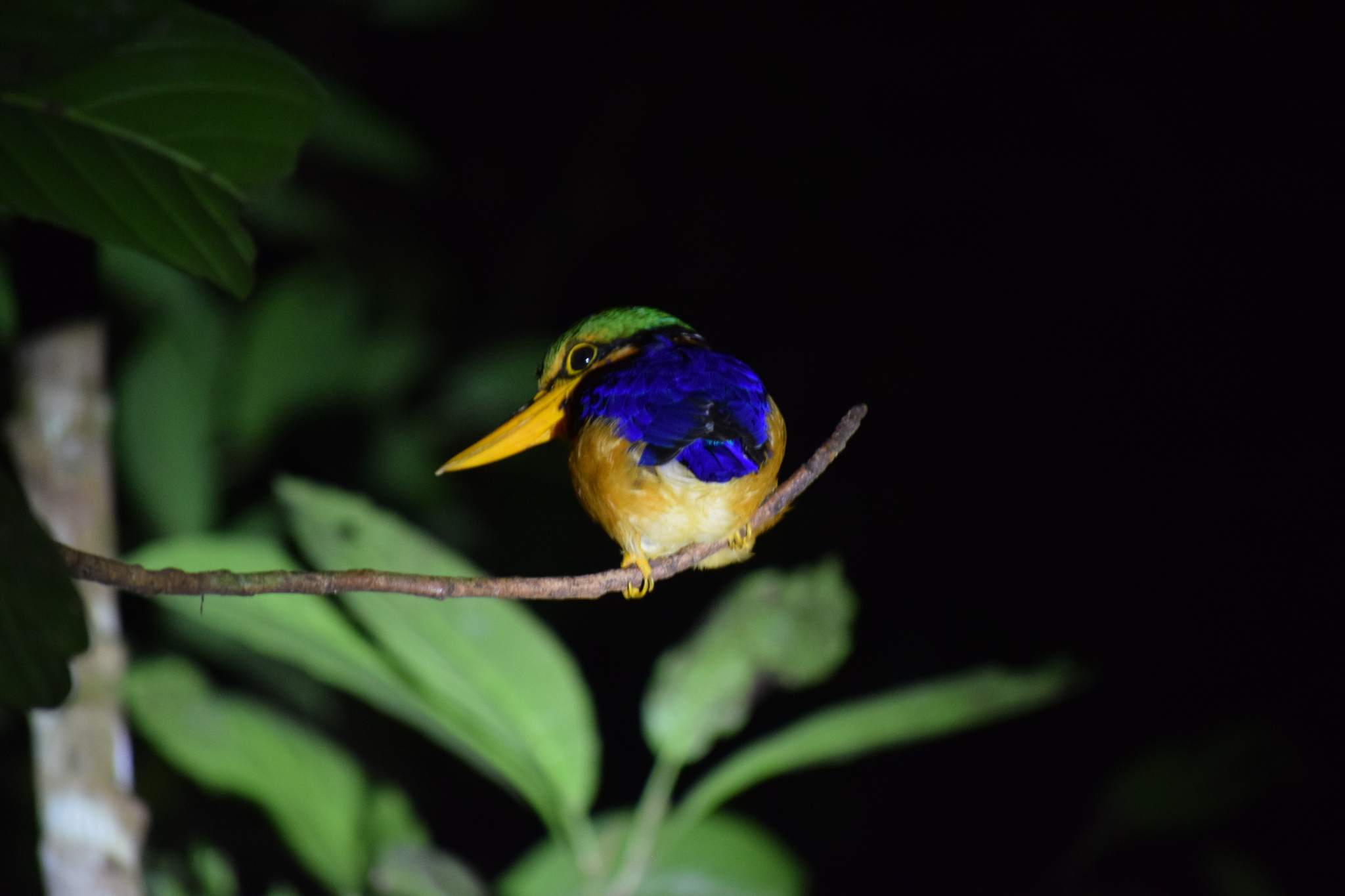 Rufous-collared Kingfisher (Actenoides concretus), photo 3