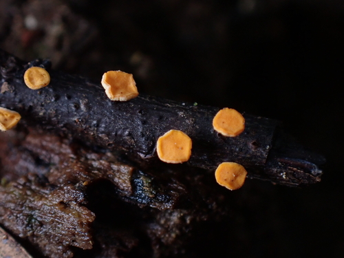 Dicephalospora rufocornea