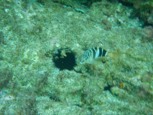 Serranus scriba