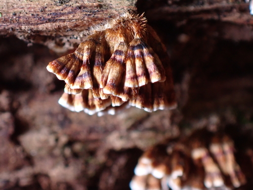 Xylobolus spectabilis