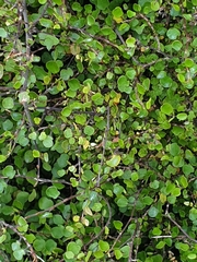 Muehlenbeckia complexa complexa