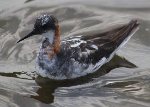 Phalarope à bec étroit