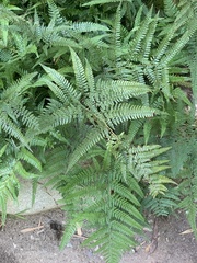 Arachniodes simplicior