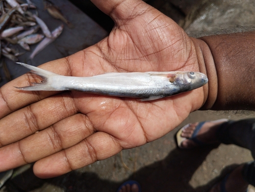 Garua bachcha (Clupisoma garua) — Schilbeidae — 5