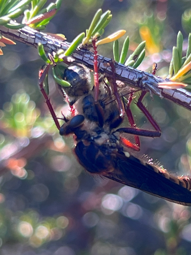 Hornet Robber