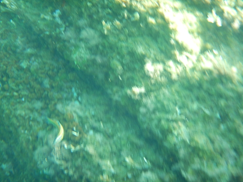 Thalassoma pavo