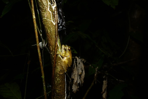 Litoria pronimia, 2025-03-06