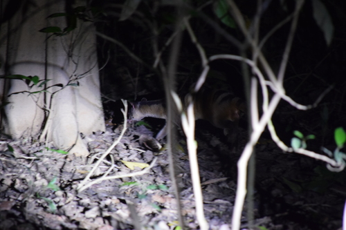 Banded Palm Civet