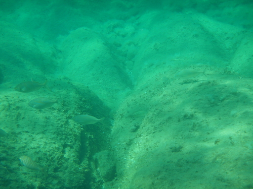 Sarpa salpa