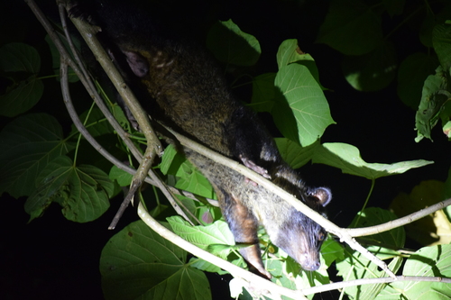 Philippine Palm Civet