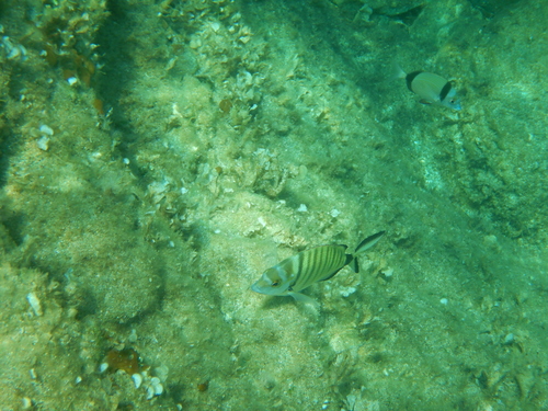 Diplodus vulgaris