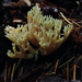 Green-staining Coral Mushroom - Photo (c) Stephanie Calloway, some rights reserved (CC BY-NC), uploaded by Stephanie Calloway
