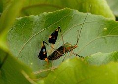 Diactor bilineatus