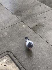 Columba livia domestica