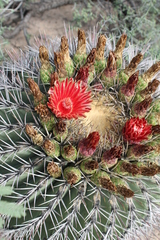 Ferocactus emoryi emoryi