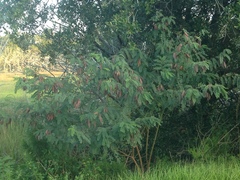 Sesbanieae