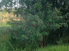 Sesbanieae
