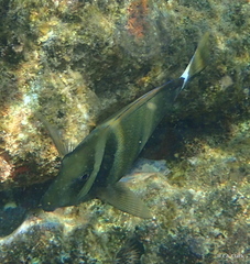 Acanthurus leucopareius